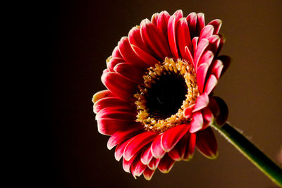 Close-up of pink daisy against black background