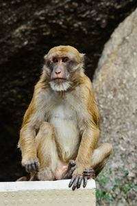 Monkey sitting outdoors