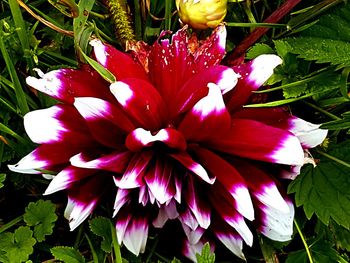 Close-up of flowers blooming outdoors