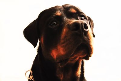 Close-up of dog looking away against white background