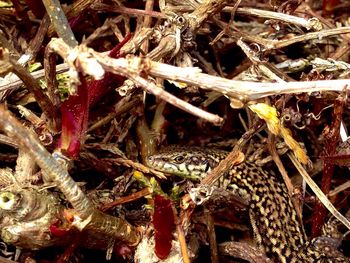 Lizard amidst dried plants