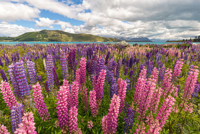 Purple flowering plants on field against cloudy sky