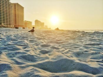 View of horse on beach at sunset