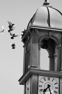 bird