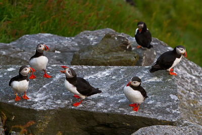 Rare view of atlantic puffin on rock