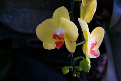 Close-up of yellow orchid flower