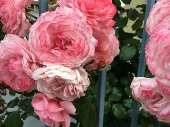 Close-up of pink roses blooming outdoors