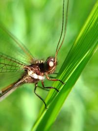 Close-up of insect on leaf