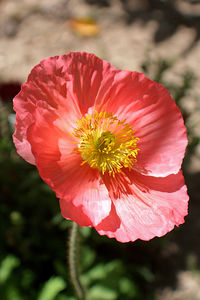 Close-up of red flower