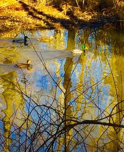 Reflection of trees in water