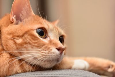 Close-up portrait of cat