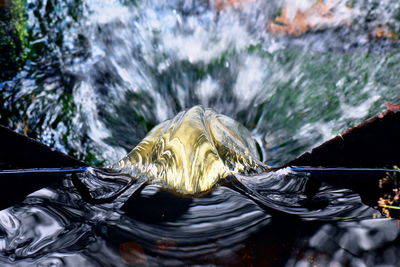 Close-up of turtle in sea