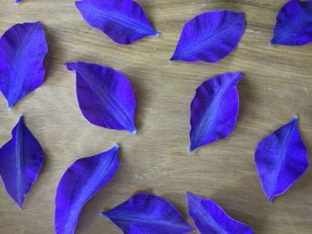 Full frame shot of purple blue flower