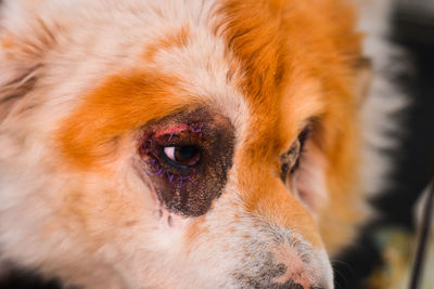 Close-up portrait of a dog