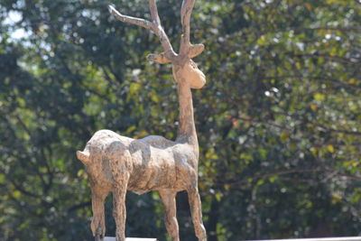 Deer standing on tree