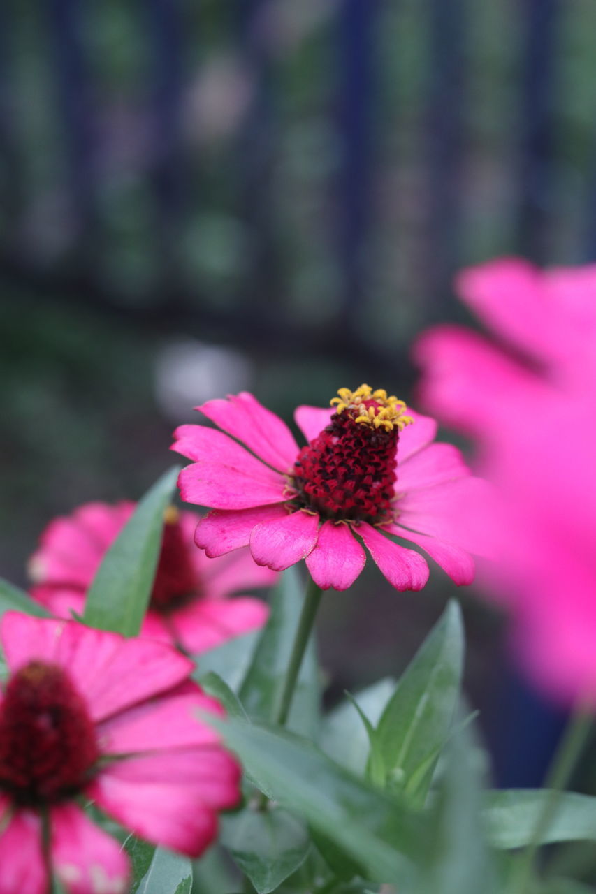 CLOSE-UP OF PINK FLOWERING PLANT