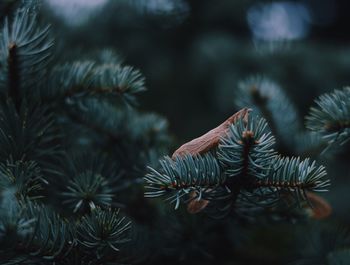 Close-up of plant