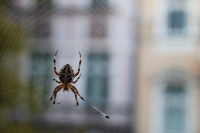 Close-up of spider on web