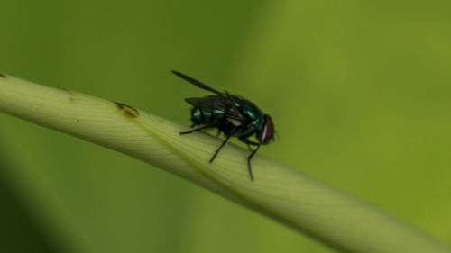 Close-up of insect on leaf