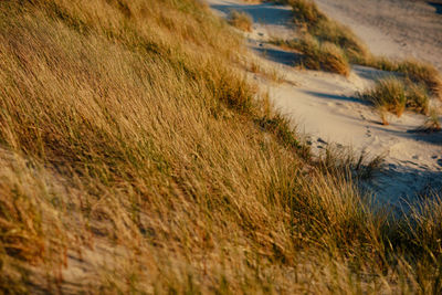 Grass growing on field. dune by the sea