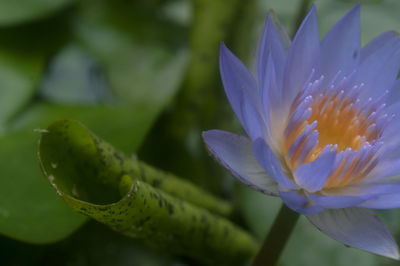 Close-up of purple flowers