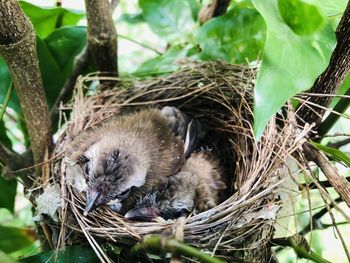 View of bird in nest