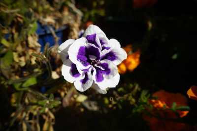 Close-up of purple flowering plant