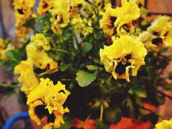 Close-up of yellow flowers