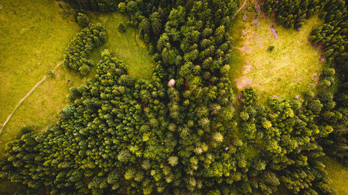 High angle view of plants growing on field