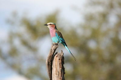 Side view of a bird against blurred background
