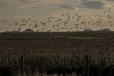 Flock of birds flying over land