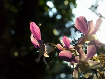 Close-up of pink flowers blooming outdoors