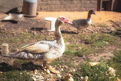 Ducks on a field