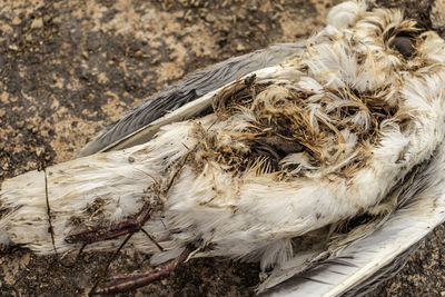 A dead bird with bare entrails and maggot larvae. the body of a dead bird in decomposition.