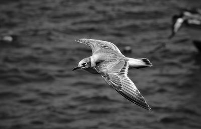 Seagull flying over sea