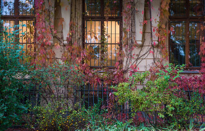 Plants growing in abandoned building