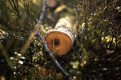 Close-up of wood in grass