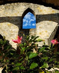 Low angle view of flowers against window