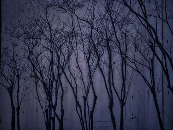 Silhouette bare trees against sky at night