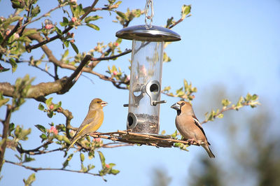 Low angle view of birds perching on tree