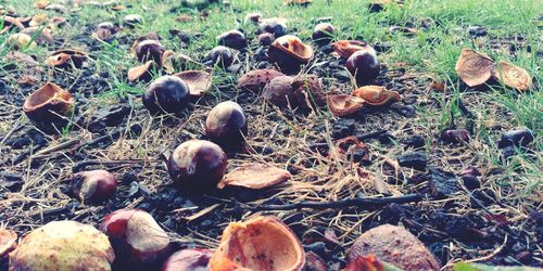 High angle view of fruits on field