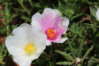Close-up of pink flower