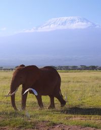 Horse grazing in field