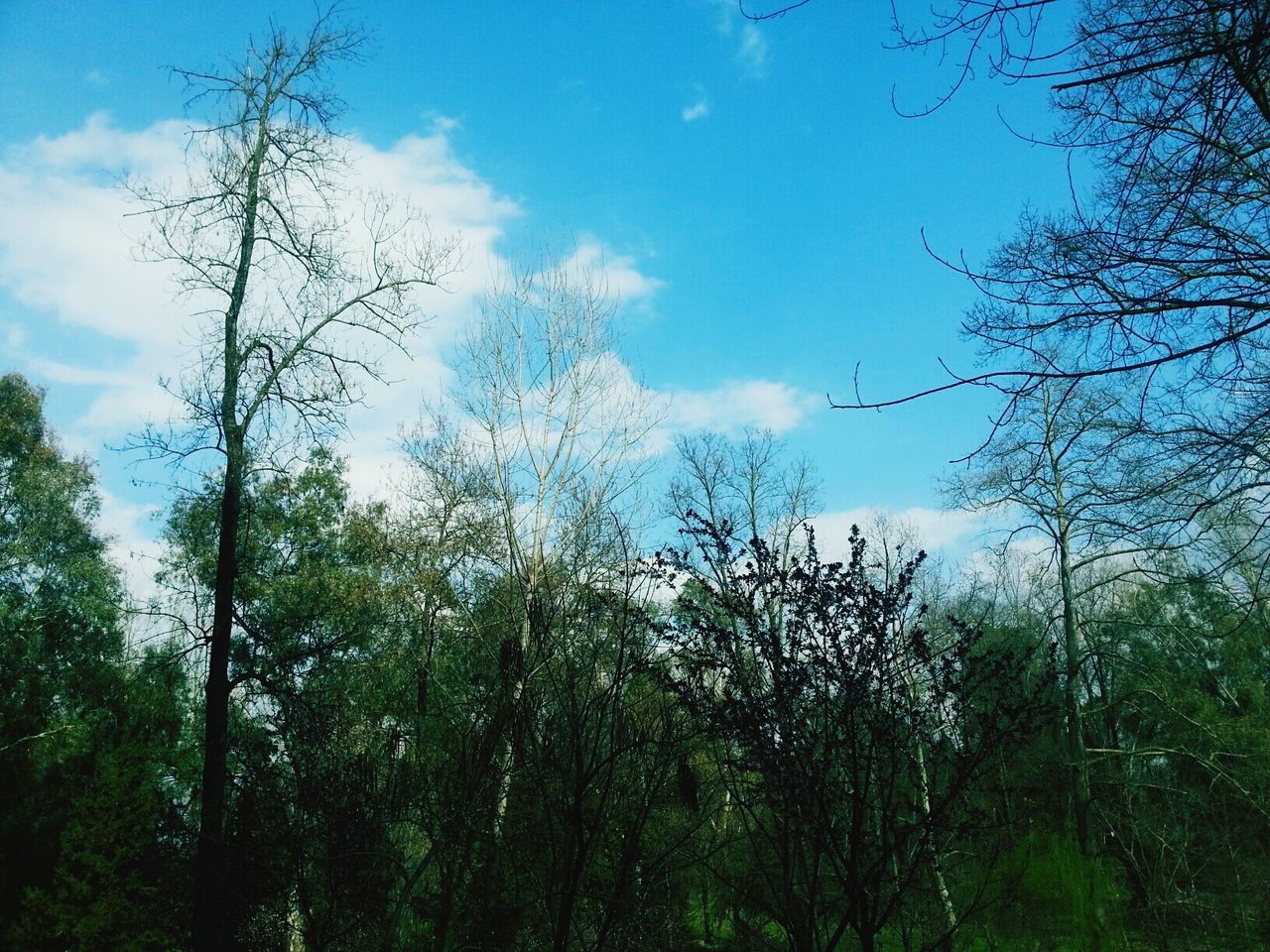 tree, sky, tranquility, growth, low angle view, tranquil scene, nature, beauty in nature, blue, cloud - sky, scenics, branch, cloud, green color, day, forest, outdoors, no people, non-urban scene, field