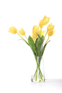 Close-up of yellow tulips in vase against white background