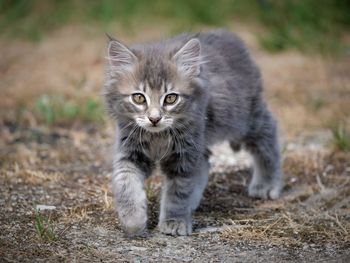 Portrait of kitten on land