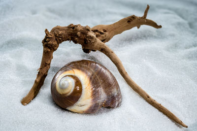 snail
