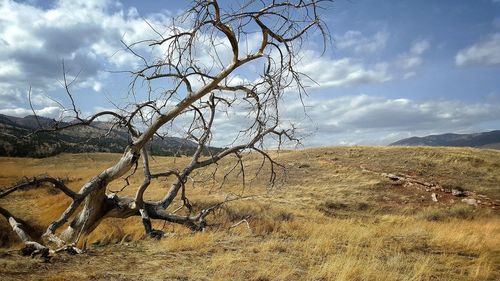 Close-up of tree against sky