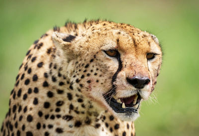 Close-up portrait of a cat