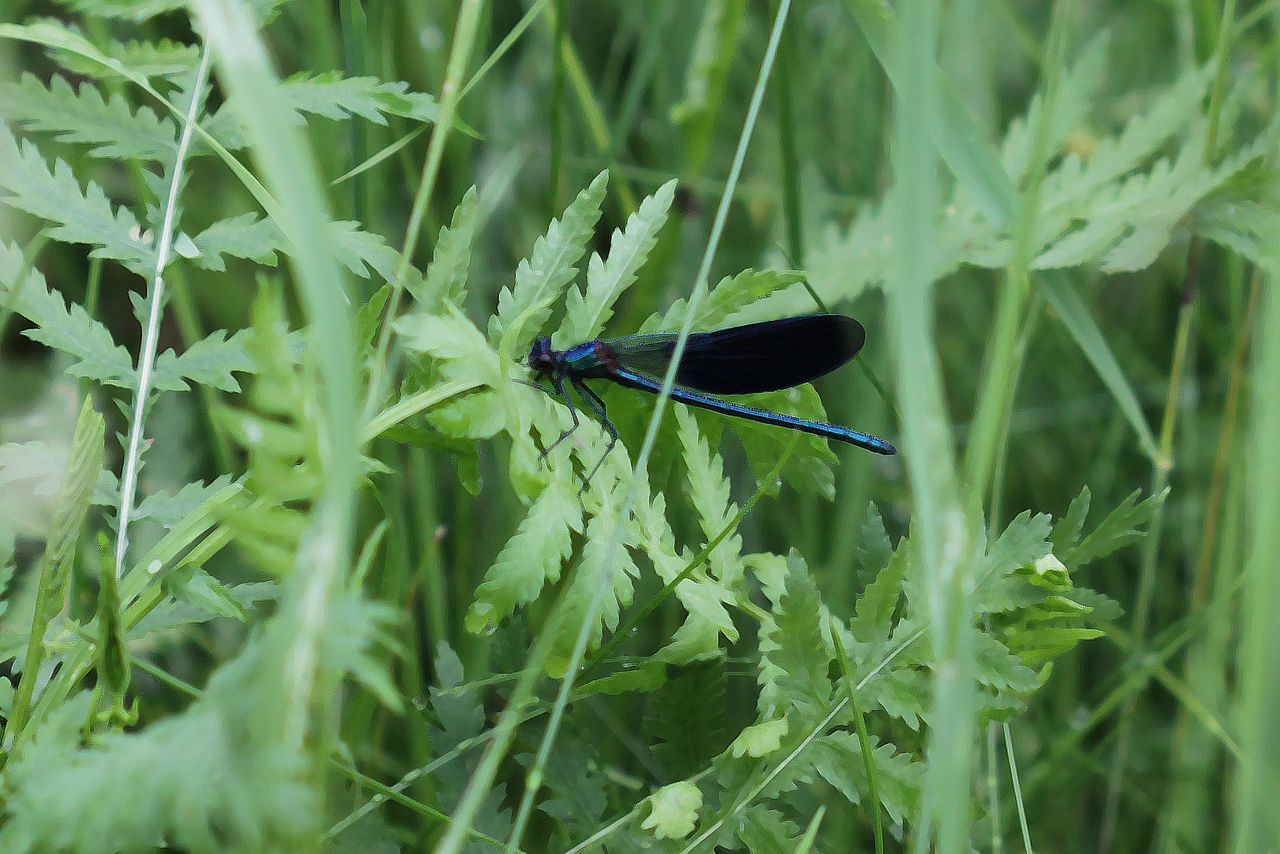 Banded demoiselle